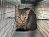 adoptable Cat in , KY named BELLE