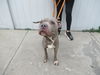 adoptable Dog in  named FLIPPY FLOPPYS