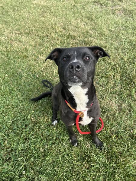adoptable Dog in Louisville, KY named DIME