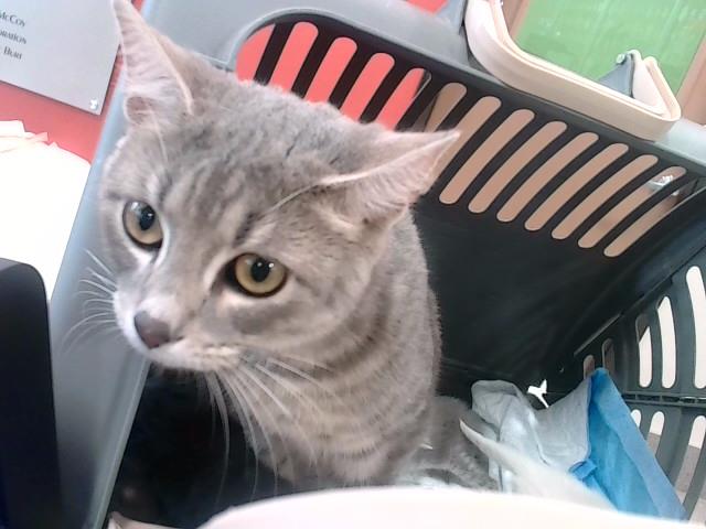 adoptable Cat in Louisville, KY named MOLLY