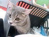 adoptable Cat in , KY named MOLLY