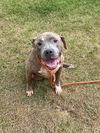 adoptable Dog in  named SHIFU