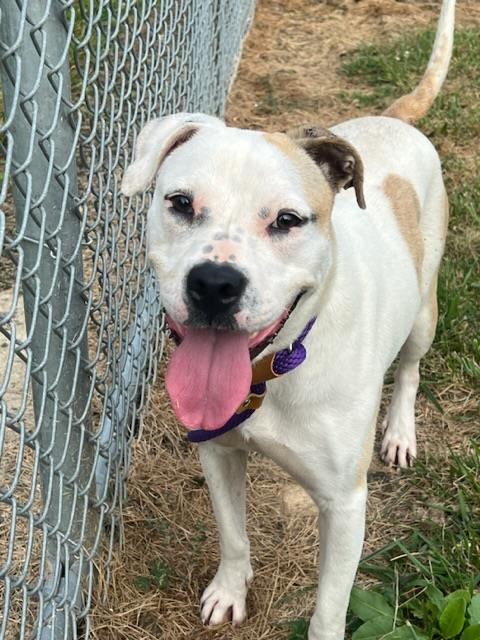 adoptable Dog in Louisville, KY named HAVE HEART
