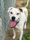 adoptable Dog in  named HAVE HEART