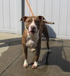 adoptable Dog in  named FRESH BLACKBERRIES