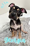 adoptable Dog in , KY named GEORGIA