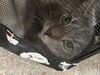 adoptable Cat in , KY named MACKEREL