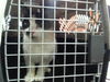 adoptable Cat in , KY named WHITEFISH