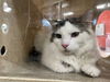 adoptable Cat in  named A784378
