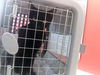 adoptable Cat in , KY named SARDINE