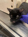 adoptable Cat in , KY named SHRIMP
