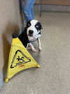 adoptable Dog in  named MUZAN