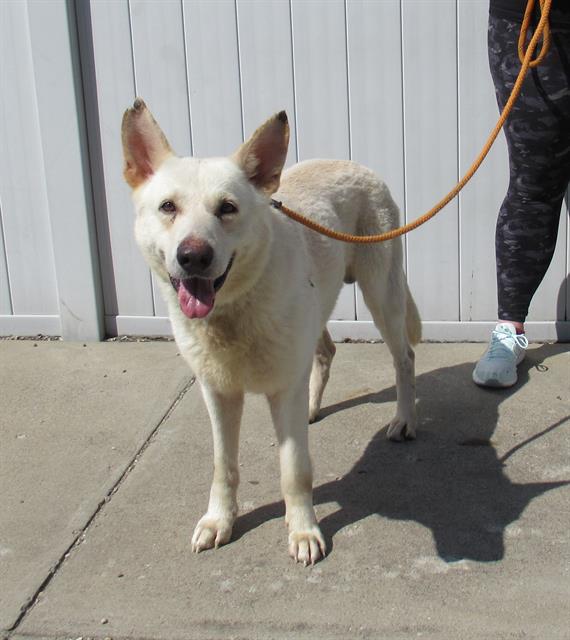 adoptable Dog in Louisville, KY named MONDAY BLUES