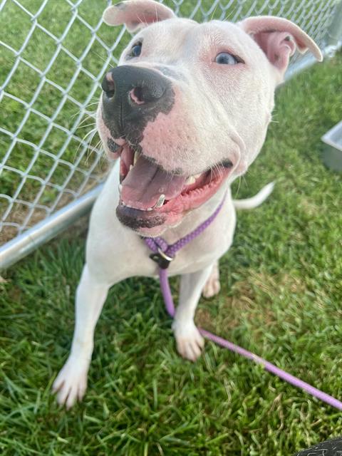 adoptable Dog in Louisville, KY named WONDERBREAD