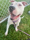 adoptable Dog in , KY named WONDERBREAD