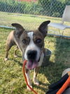 adoptable Dog in , KY named DR PEPPER