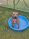 adoptable Dog in , KY named NICE GUY