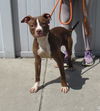 adoptable Dog in , KY named CHIPS