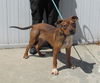 adoptable Dog in , KY named DIP