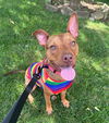 adoptable Dog in , KY named ROYAL
