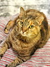 adoptable Cat in , KY named PENNY