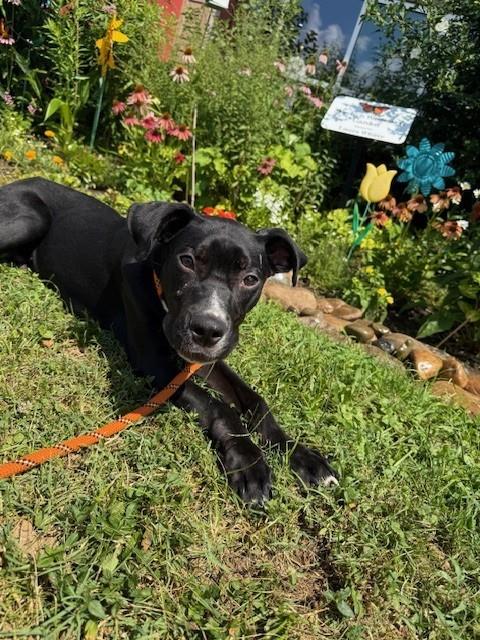 adoptable Dog in Louisville, KY named FREAKY FREDDY