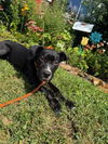 adoptable Dog in , KY named FREAKY FREDDY