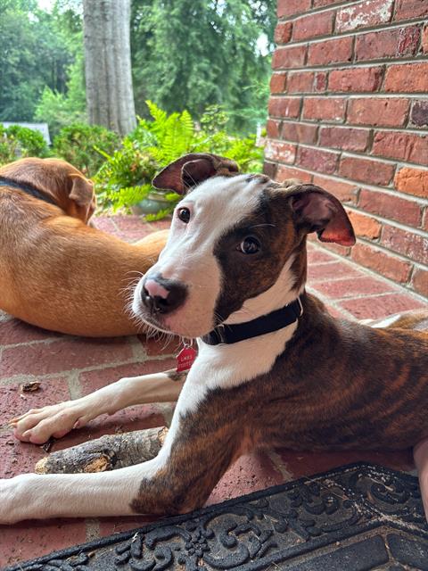 adoptable Dog in Louisville, KY named POPPY