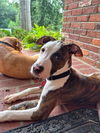 adoptable Dog in , KY named POPPY