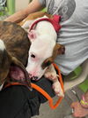 adoptable Dog in , KY named A783580