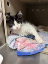 adoptable Cat in , KY named SMITHEREENS