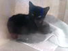 adoptable Cat in , KY named CHARLIE XCX