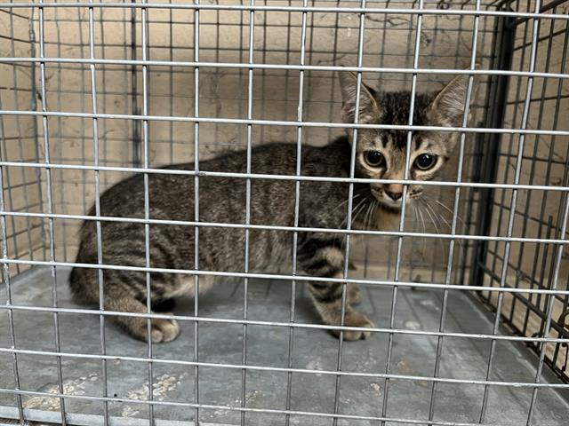 adoptable Cat in Louisville, KY named BENNY BLANCO