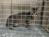 adoptable Cat in , KY named BENNY BLANCO