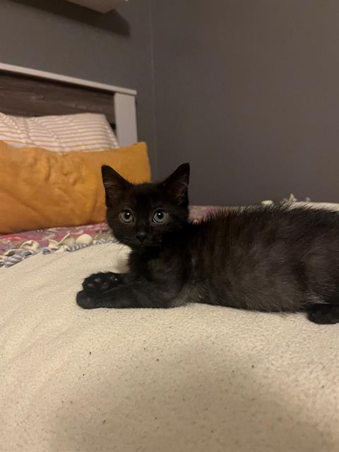 adoptable Cat in Louisville, KY named WINSTON