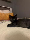 adoptable Cat in , KY named WINSTON