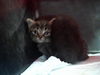 adoptable Cat in , KY named SCHMIDT