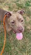 adoptable Dog in , KY named ROXANNE