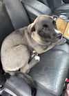 adoptable Dog in  named A TRIBUTE OZZY OSBOURNE