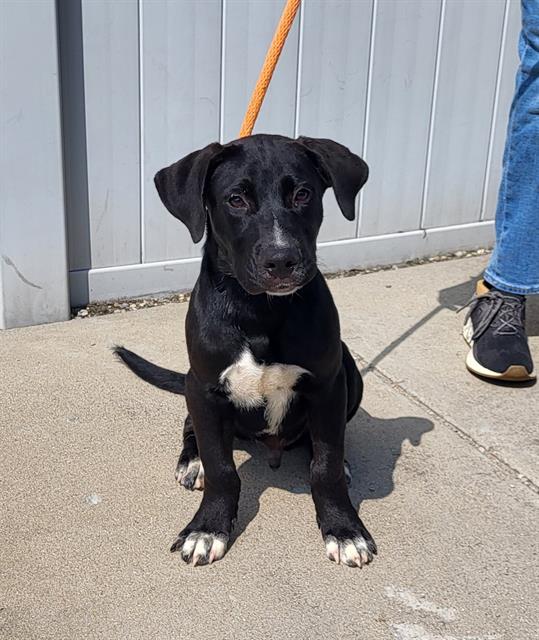 adoptable Dog in Louisville, KY named STARBOY