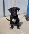 adoptable Dog in  named STARBOY