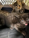 adoptable Cat in , KY named A781564