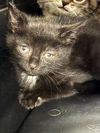 adoptable Cat in , KY named A781565
