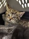 adoptable Cat in , KY named A781566