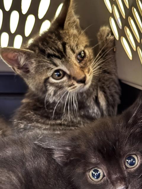 adoptable Cat in Louisville, KY named A781567
