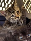 adoptable Cat in , KY named A781567