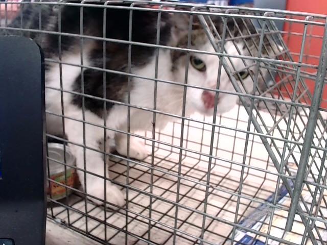 adoptable Cat in Louisville, KY named DAVINCI