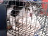 adoptable Cat in , KY named DAVINCI