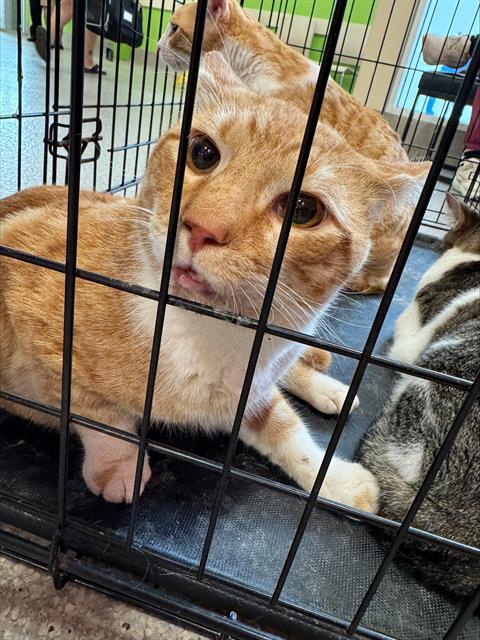 adoptable Cat in Louisville, KY named CAPTAIN MAGMA