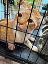 adoptable Cat in , KY named CAPTAIN MAGMA